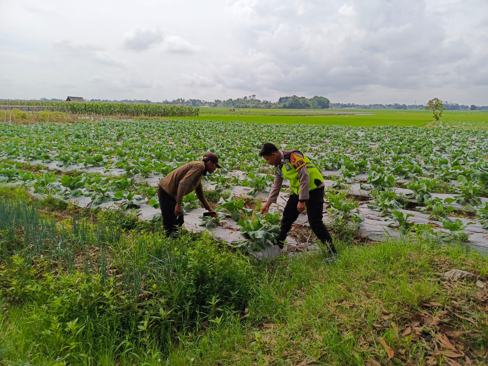 IMG-20250417-WA0003(1)