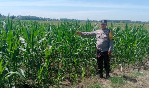 IMG-20251105-WA0019(1)